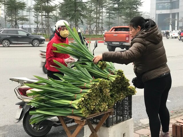 Câu lạc bộ Y học Cổ Truyền  Trường Đại học Y Hà Nội  LÁ DỨA I Đặc điểm  chung 1 Tên khoa học Panadanus odorus Roxb 2 Tên gọi khácDứa