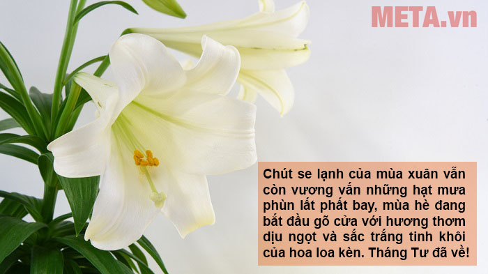 Hoa loa kèn trắng và ý nghĩa: Hoa loa kèn trắng là biểu tượng của sự tinh khiết và sự tâm linh. Chúng mang ý nghĩa rất sâu sắc trong việc truyền tải thông điệp về sự thanh tịnh và sự hoàn thiện. Hãy khám phá tất cả các ý nghĩa của những đoá hoa loa kèn trắng để hiểu rõ hơn về sử dụng và cách đặt chúng trong cuộc sống của bạn.