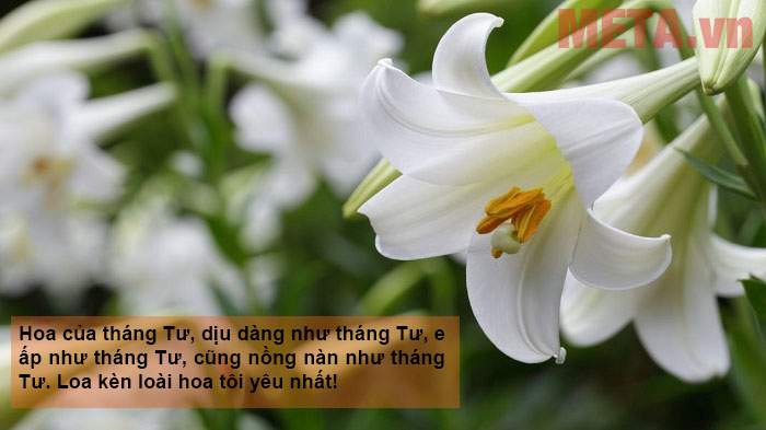 Một đóa hoa loa kèn trắng đúng là mang nét đẹp tinh khôi và thuần khiết đến tuyệt vời. Nếu bạn muốn chiêm ngưỡng những đóa hoa loa kèn trắng đẹp nhất, thì hãy xem ngay hình ảnh nào.