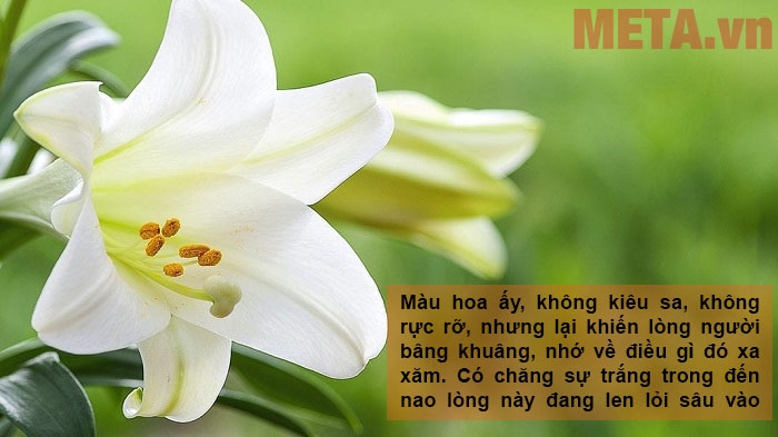 Hình ảnh hoa loa kèn trắng, hoa loa kèn đẹp tinh khôi, ý nghĩa chào hè