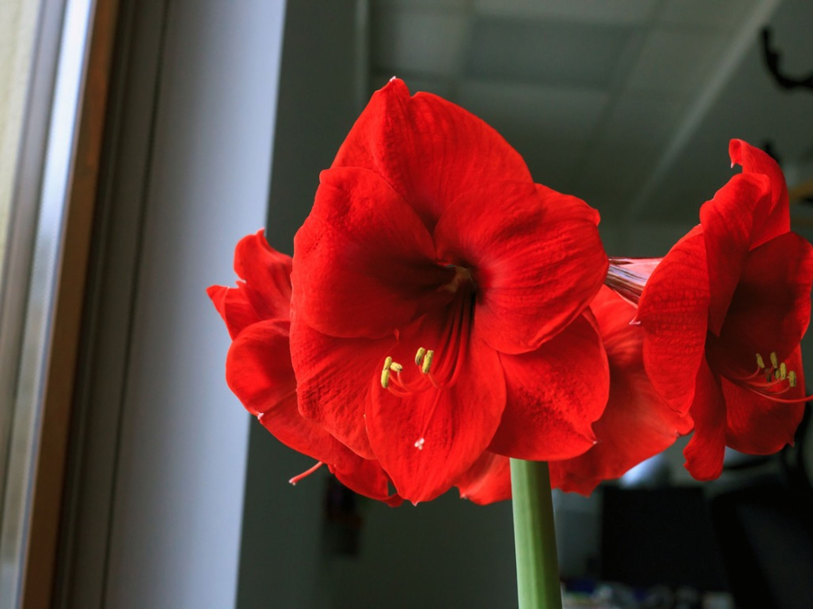 Hoa loa kèn đỏ có ý nghĩa gì? Cách trồng hoa loa kèn đỏ nở đúng Tết