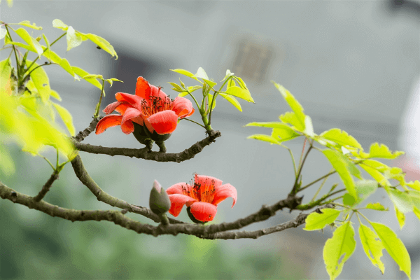 Những hình ảnh hoa gạo tháng 3 đẹp, ý nghĩa nhất - META.vn