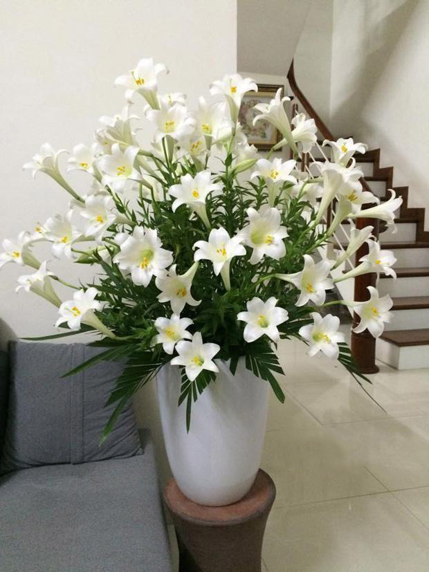 Bình hoa loa kèn đẹp trang trí trong nhà