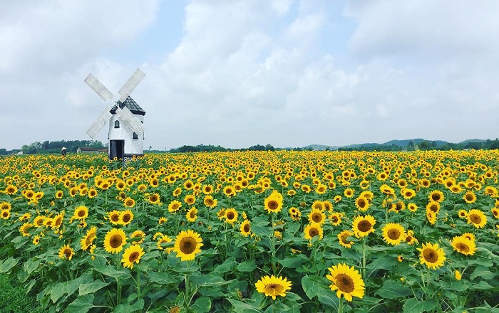 Chia sẻ hơn 77 hình ảnh cánh đồng hoa hướng dương siêu hot - Tin ...