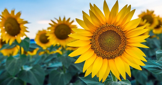 What are some tips for arranging sunflowers in a beautiful and artistic way?