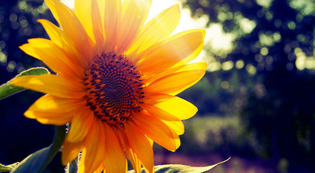 Hoa mặt trời là hoa gì? Ý nghĩa, những câu nói hay, hình ảnh đẹp ...