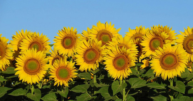 Cách vẽ hoa mặt trời như thế nào?