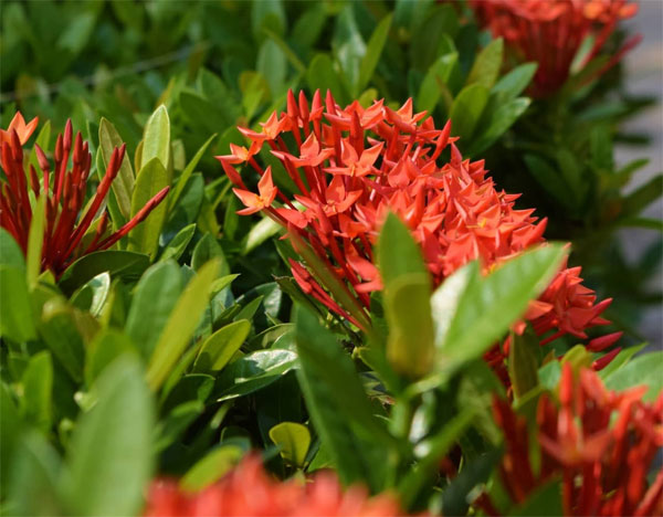 Trồng và chăm sóc Cây hoa mẫu đơn có ý nghĩa gì Cho vườn của bạn thêm sống động