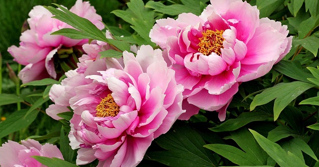 Những bí quyết đắt giá về hoa mẫu đơn có mấy màu chỉ dành cho người yêu hoa