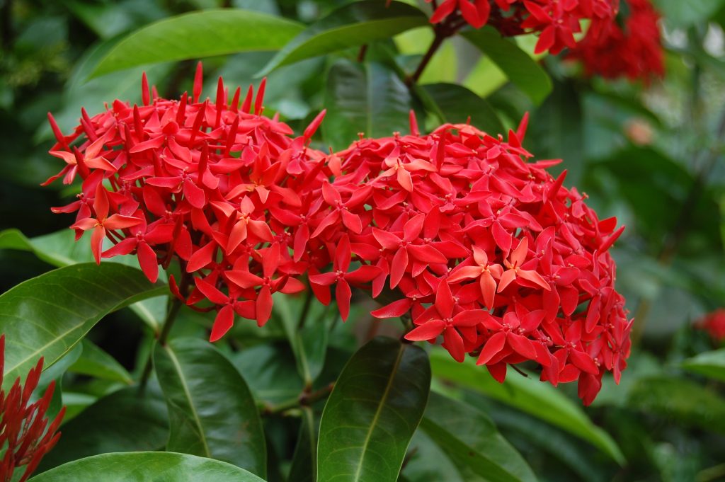 Hoa mẫu đơn Trung Quốc