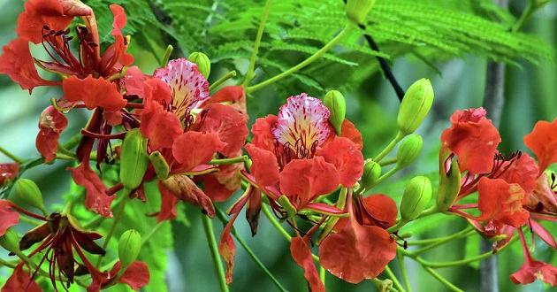 Hoa phượng tượng trưng cho tình yêu, loại hoa đẹp này mang những ý nghĩa tuyệt vời khác nhau. Hãy chiêm ngưỡng những tác phẩm nghệ thuật độc đáo liên quan đến loài hoa quý báu này và tìm hiểu thông điệp của chúng.
