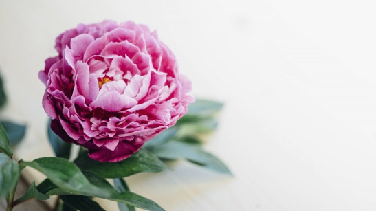 Hoa mẫu đơn peony: Ý nghĩa, cách cắm đẹp, cách trồng và chăm sóc