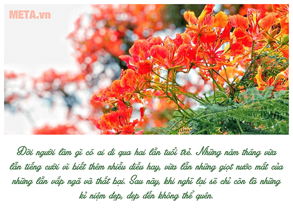 Hình ảnh hoa phượng đỏ