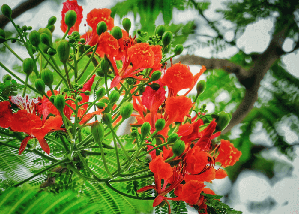 Hãy chiêm ngưỡng vẻ đẹp kiêu sa của hoa phượng, một trong những loài hoa được yêu thích nhất tại Việt Nam.