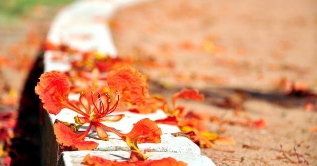 Hình Ảnh Hoa Phượng Đẹp, Ý Nghĩa Thay Lời Chúc Mùa Thi, Lời Chia Tay Mùa Hè  Tuổi Học Trò