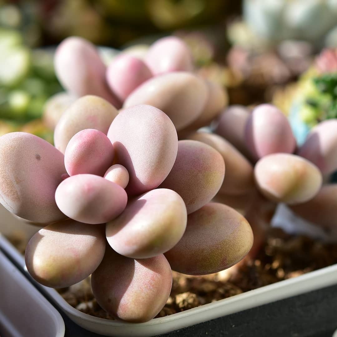 Cách trồng sen đá sỏi hồng