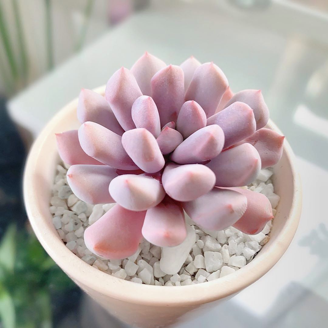 Cách nhân giống sen đá sỏi hồng