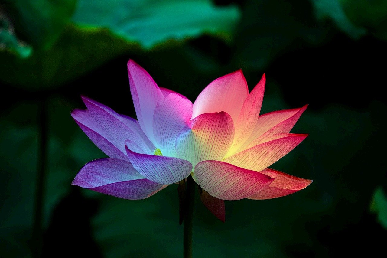 Bài thơ về hoa sen: Với văn hóa Việt Nam, hoa sen không chỉ là một loài hoa, mà còn mang trong mình nhiều giá trị tinh thần. Hãy cùng đọc bài thơ về hoa sen để tìm hiểu thêm về giá trị tâm linh mà hoa sen mang lại.