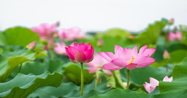 Cách cắm hoa sen trên bàn thờ, cắm hoa sen cúng Phật đúng, đẹp ...