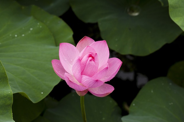 Hoa sen hồng: Hãy thưởng thức hình ảnh hoa sen hồng tuyệt đẹp với màu hồng mềm mại và họa tiết độc đáo. Vẻ đẹp của hoa sen hồng sẽ khiến bạn cảm thấy yên bình và thư thái. Hãy để bản thân được lạc vào thế giới của sự hiền hòa và thiên nhiên trong trái tim của hoa sen hồng tuyệt đẹp này.