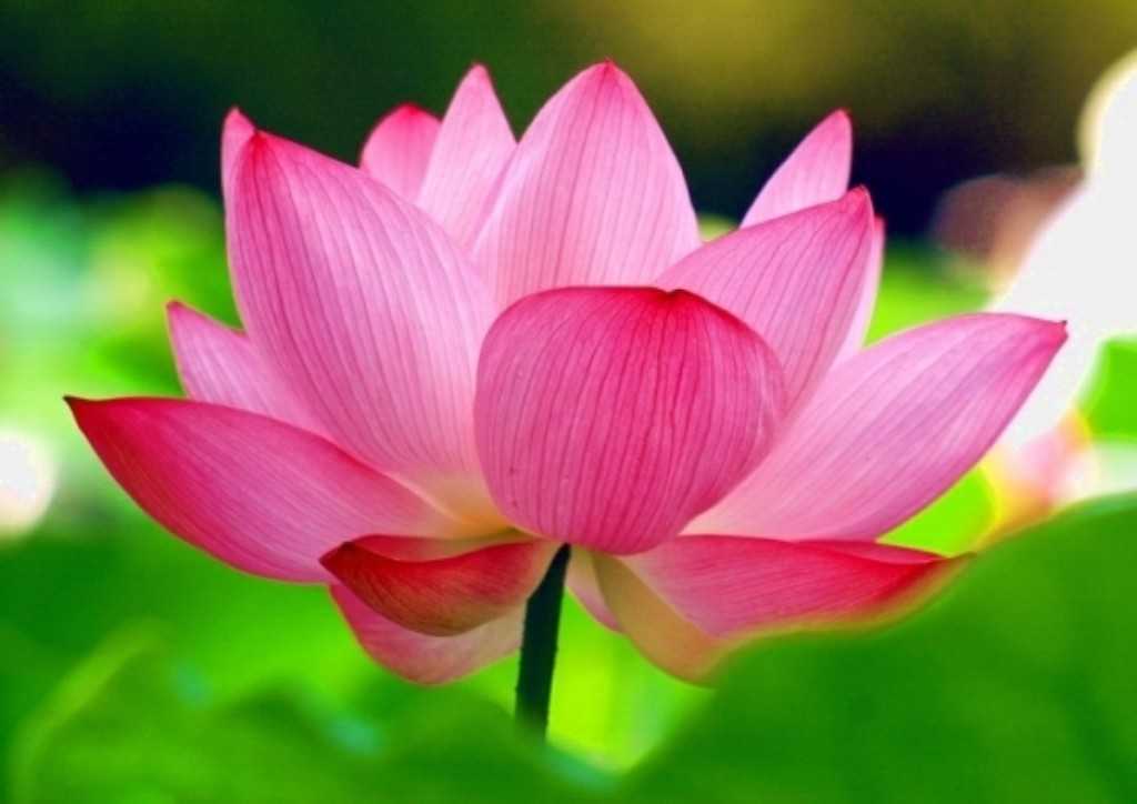 Hoa sen hồng là một loài hoa đẹp và thần thái, hình ảnh của nó sẽ mang đến cho bạn cảm giác yên bình. Hãy xem bức hình liên quan và tận hưởng vẻ đẹp tuyệt vời của hoa sen hồng!