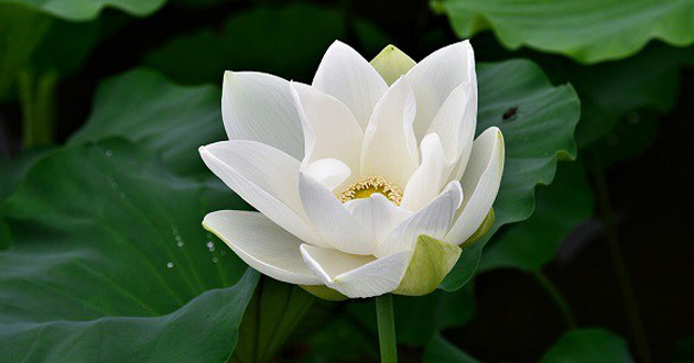 Hoa sen white ý nghĩa gì? Cách cắm hoa sen white đẹp nhất, tươi tắn lâu