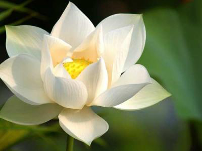 Hoa sen trắng là một trong những loài hoa được yêu thích nhất bởi sự đơn giản và thanh thản của nó. Hình ảnh hoa sen trắng mang lại tinh thần thanh tịnh và sự đơn giản, giúp cho người xem trở nên thư giãn và yên tĩnh hơn.