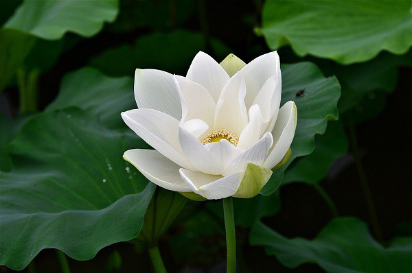 Hoa sen white ý nghĩa gì? Cách cắm hoa sen white đẹp nhất, tươi tắn lâu