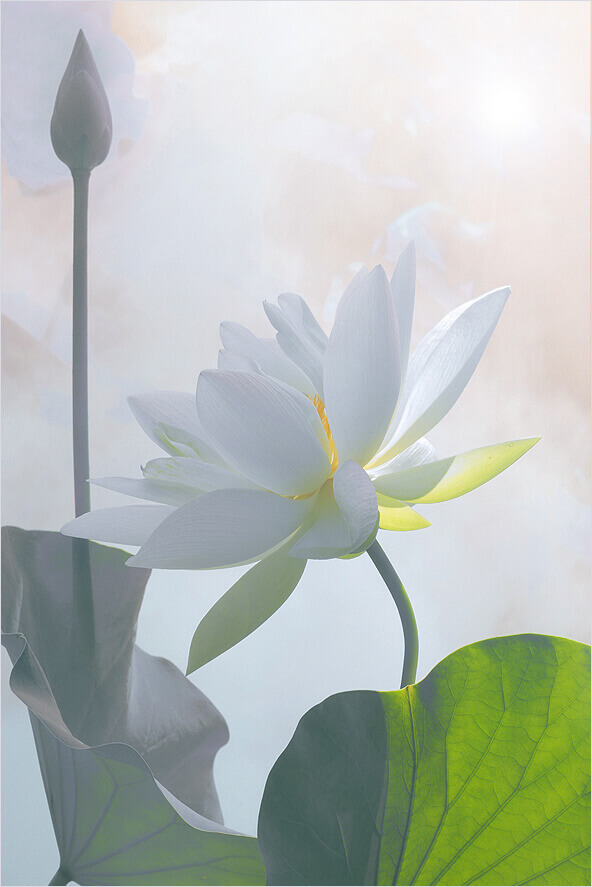 Hoa sen trắng - loài hoa đẹp và ý nghĩa bạn không thể bỏ qua