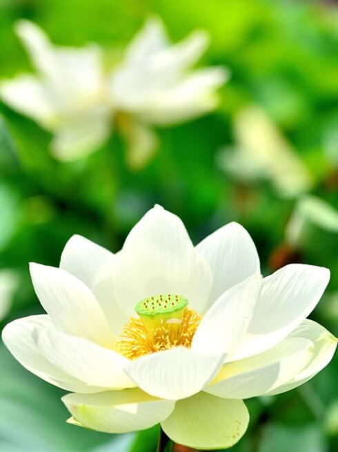 101 hình nền hoa sen trắng đẹp nhất tải miễn phí
