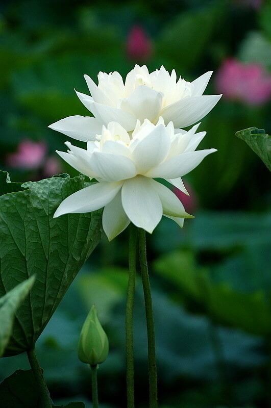 Hoa sen trắng là một trong những biểu tượng văn hóa đặc trưng của Việt Nam. Với vẻ đẹp thanh cao và tao nhã, bông sen trắng đã trở thành một nguồn cảm hứng vô tận cho hội họa và thơ ca. Tìm hiểu thêm về những hình nền điện thoại hoa sen trắng tuyệt vời nhất để cảm nhận được sức hút của vẻ đẹp này.