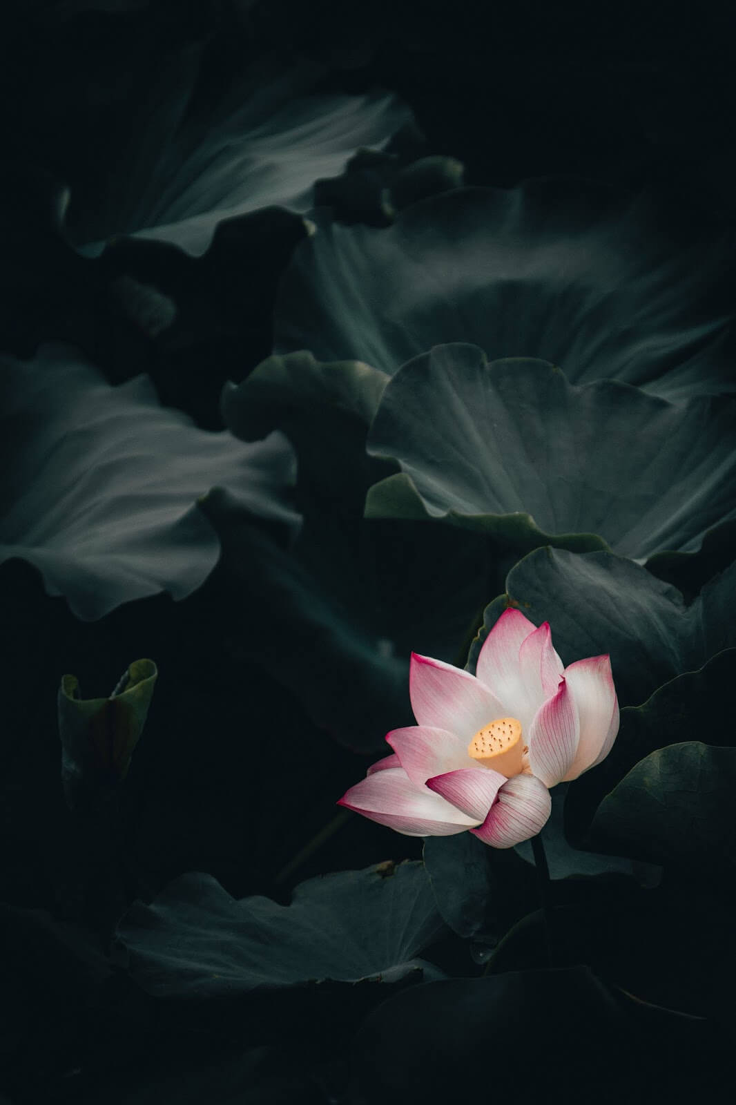 TỔNG HỢP] 100+ Hình ảnh hoa sen Phật giáo đẹp và ấn tượng nhất