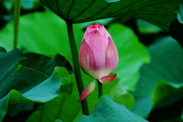 Ý nghĩa hoa sen thể hiện tình yêu và lòng thành kính. Loài hoa đặc trưng này đã trở thành biểu tượng của văn hóa Việt Nam và có nhiều ý nghĩa tầm thường, tôn kính và tâm linh. Hãy xem hình ảnh hoa sen để tìm hiểu thêm về ý nghĩa sâu sắc của nó.