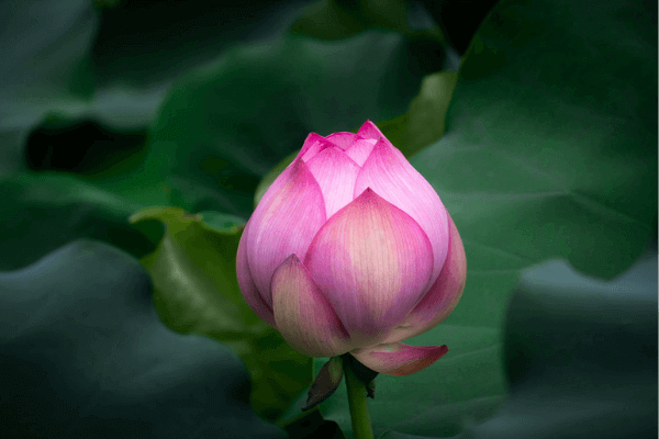 Hoa sen đẹp: Để đắm mình trong vẻ đẹp tuyệt mỹ của hoa sen, hãy chiêm ngưỡng bức ảnh này! Các cánh sen mềm mại trắng tinh mà đậm chất Á Đông của nó sẽ tạo ra sự độc đáo và hấp dẫn cho ảnh của bạn.