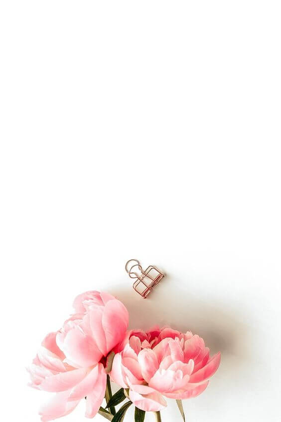 Hình nền hoa hồng cho điện thoại  Ảnh nền hoa hồng  HoaTieuvn