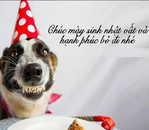 135 hình ảnh chúc mừng sinh nhật bựa bá đạo hài hước nhất