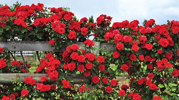 Hoa hồng tường vi có mấy màu? Cách trồng hồng tường vi ra hoa đẹp