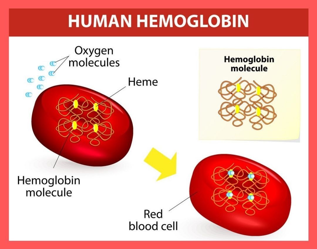 Hemoglobin