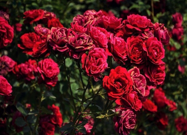 Hình nền hoa hồng - Bộ ảnh hoa hồng đẹp, lãng mạn - Download.com.vn