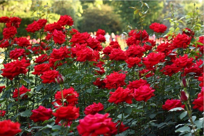 Bộ sưu tập tại ảnh hoa hồng đẹp tự nhiên với chất lượng cao và màu sắc tươi sáng
