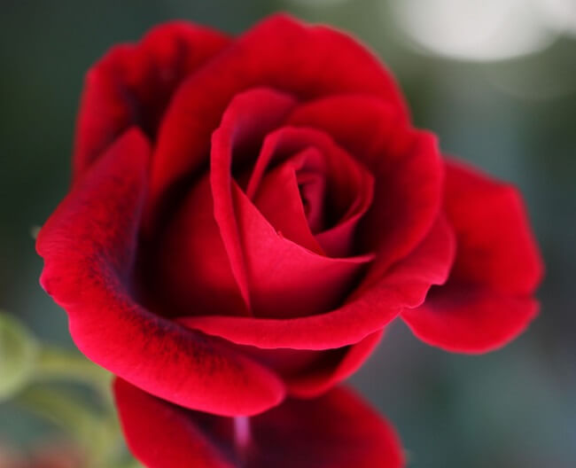 Ảnh hoa hồng - Nếu bạn là một người yêu thiên nhiên, yêu loài hoa và đặc biệt là hoa hồng thì đây là địa chỉ không thể bỏ qua. Chúng tôi cung cấp những hình ảnh hoa hồng chất lượng cao và rất nhiều màu sắc để bạn có thể lựa chọn và thưởng thức.