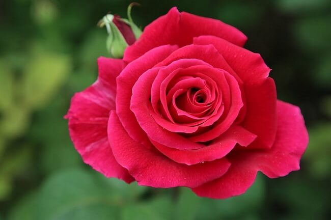 Ý nghĩa hoa hồng nhung và cách trồng ra hoa đẹp