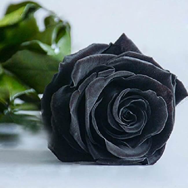 Aufschluss über die Bedeutung von Black Rose99 Schöne Bilder