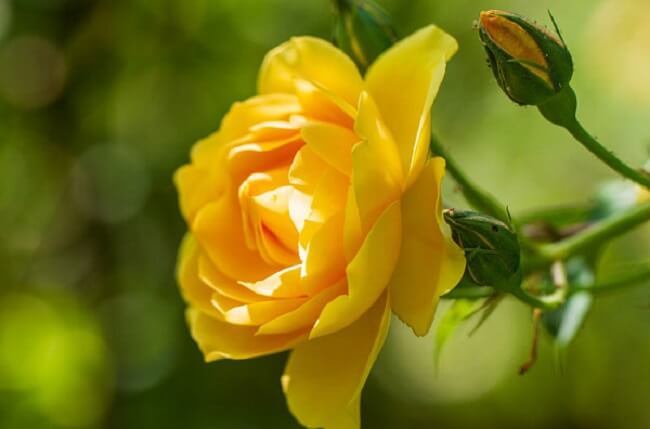 Hoa hồng vàng – ngochieu.com