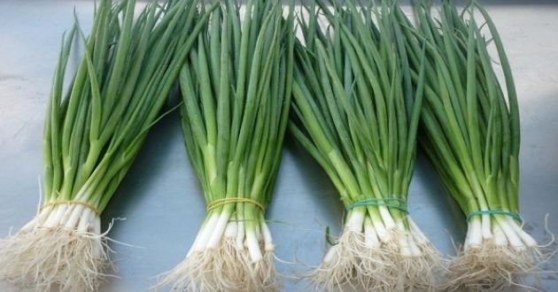 cách trồng hành lá bằng hạt