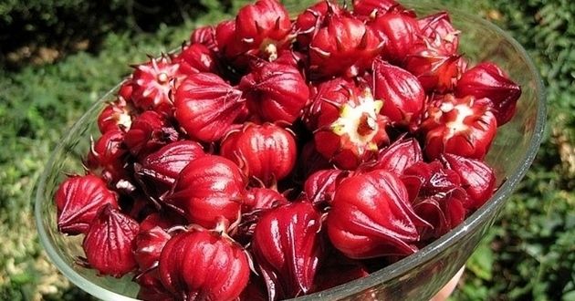 Món uống được nấu từ hoa atiso đỏ có thể là gì?
