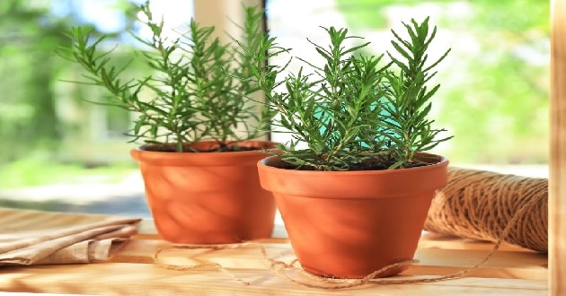 Cây hương thảo rosemary là cây gì? Có tác dụng gì? Cách trồng cây hương thảo tại nhà