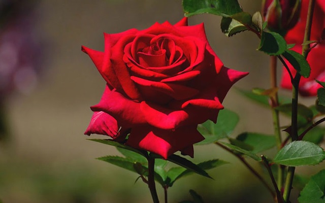 Hoa hồng nhung  Thế Giới Cây Và Hoa
