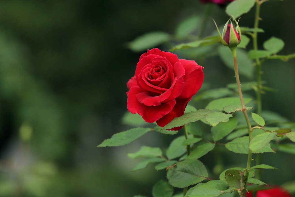 Chi tiết 88+ hình ảnh hoa hồng nhung đỏ mới nhất - Tin Học Vui