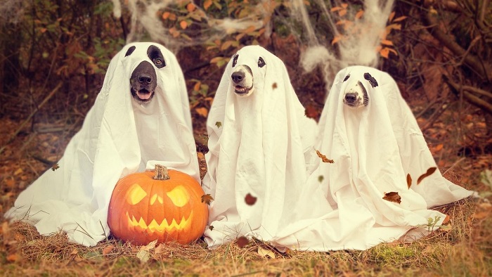 Hình ảnh Halloween kinh dị